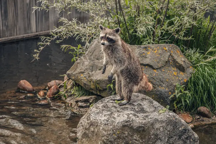 How High Can a Raccoon Jump How Far Can Raccoons Jump Backyard Caring