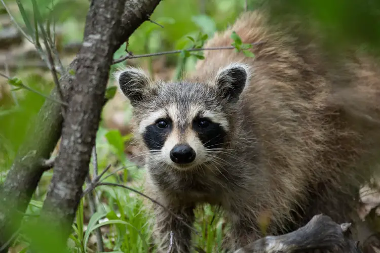 How High Can a Raccoon Jump How Far Can Raccoons Jump Backyard Caring