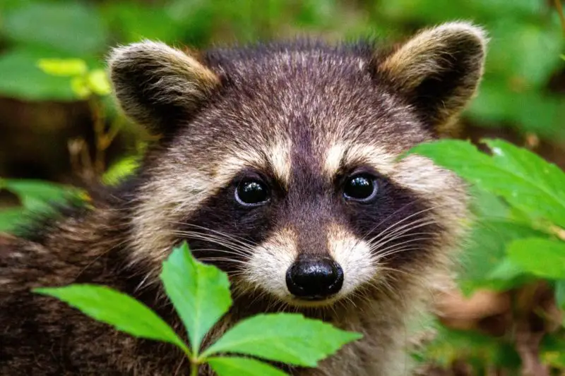 How High Can a Raccoon Jump How Far Can Raccoons Jump Backyard Caring