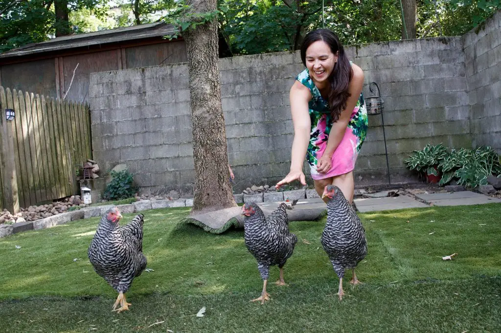 Do Backyard Chickens Attract Flies Backyard Caring