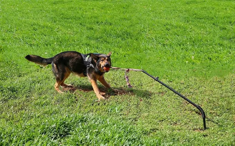 Tetherball for Dogs