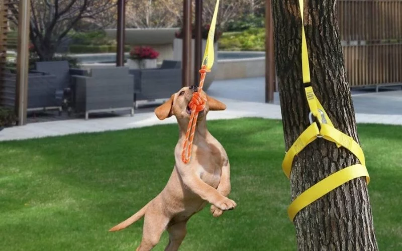 Tetherball for Dogs