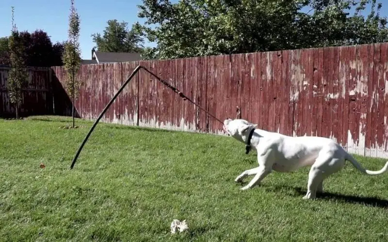 Tetherball for Dogs