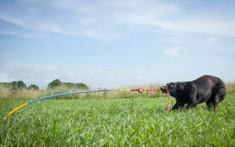 Tetherball for Dogs