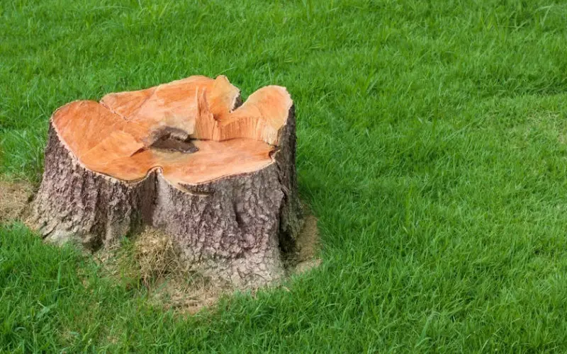 Get Rid of a Tree Stump With Charcoal