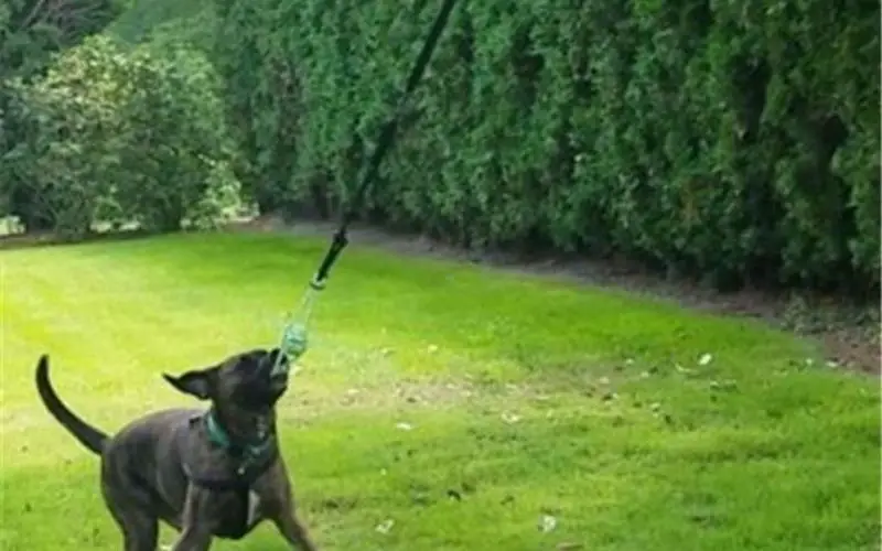 Tetherball for Dogs