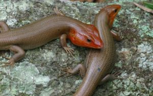 Sorts of Food Does Backyard Lizard Eat