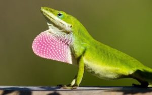 Green anole