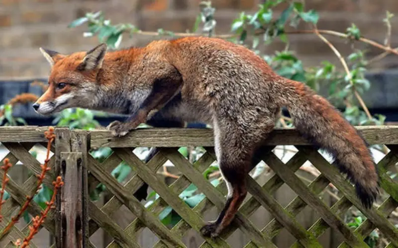 Can A Fox Jump a Fence