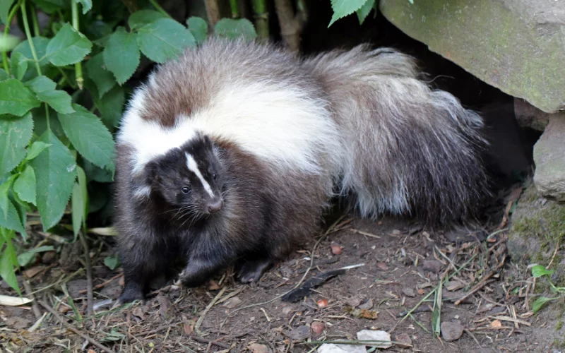 How To Keep Skunk Out of Your Yard