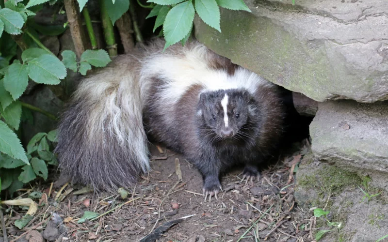 How To Keep Skunk Out of Your Yard 