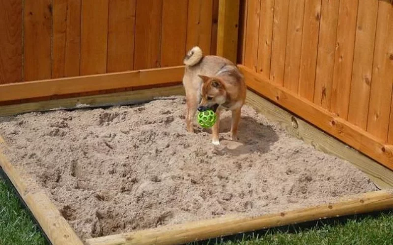How to Fix a Muddy Backyard Dog Trail