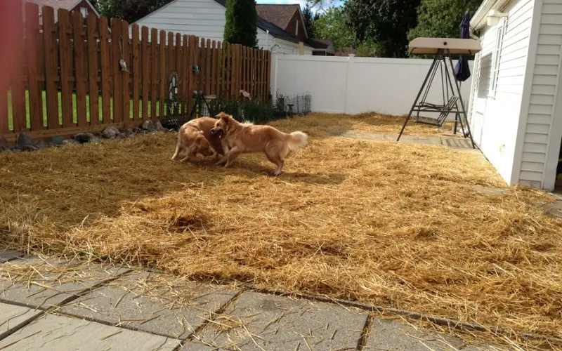 How to Fix a Muddy Backyard Dog Trail