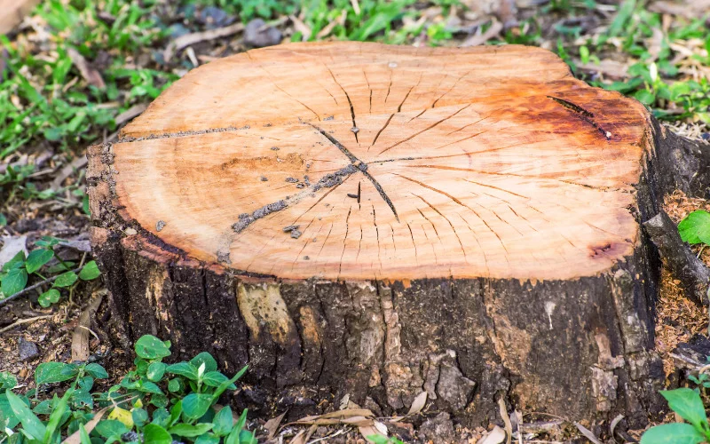 How To Rot a Tree Stump Fast