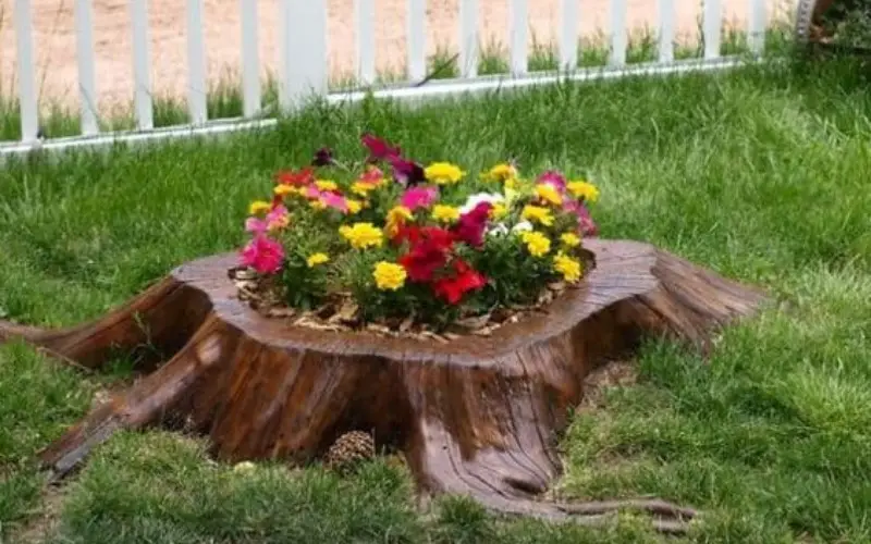How to Preserve a Tree Stump