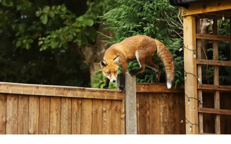 Can Foxes Jump Over Fences
