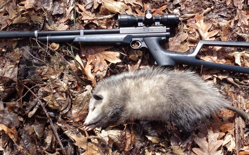 Shooting Possums