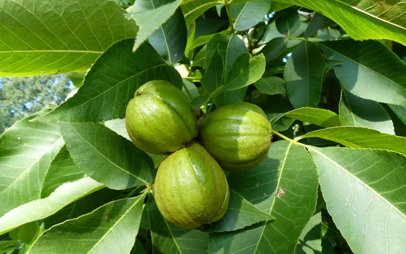 Crack Hickory Nuts