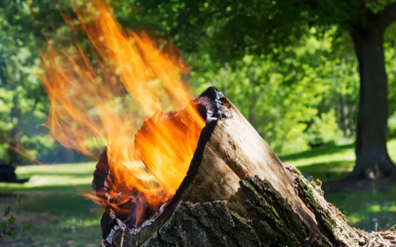 Burning a Tree Stump