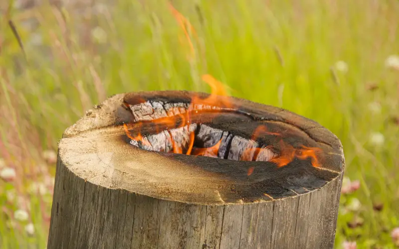 Burning a Tree Stump