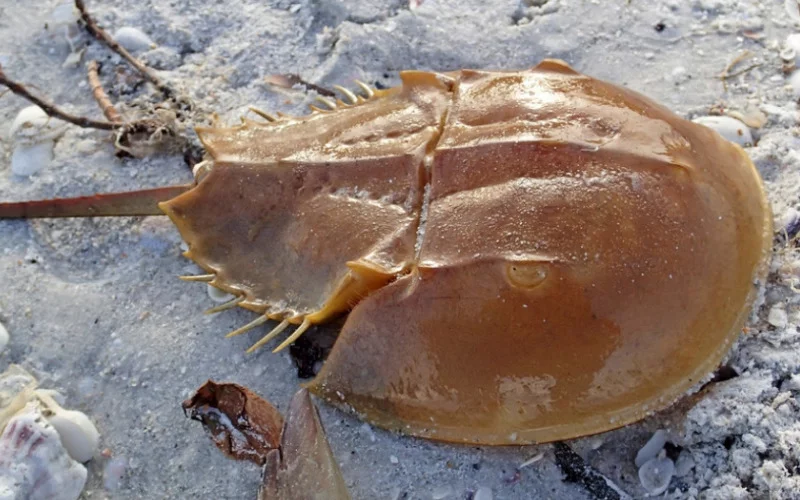 Why are Horseshoe Crabs Important to Humans