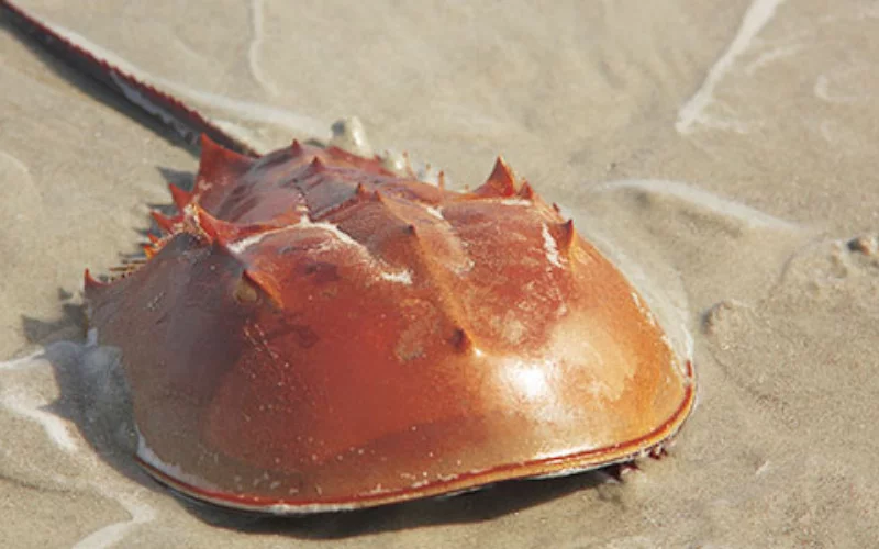 Why are Horseshoe Crabs Important to Humans