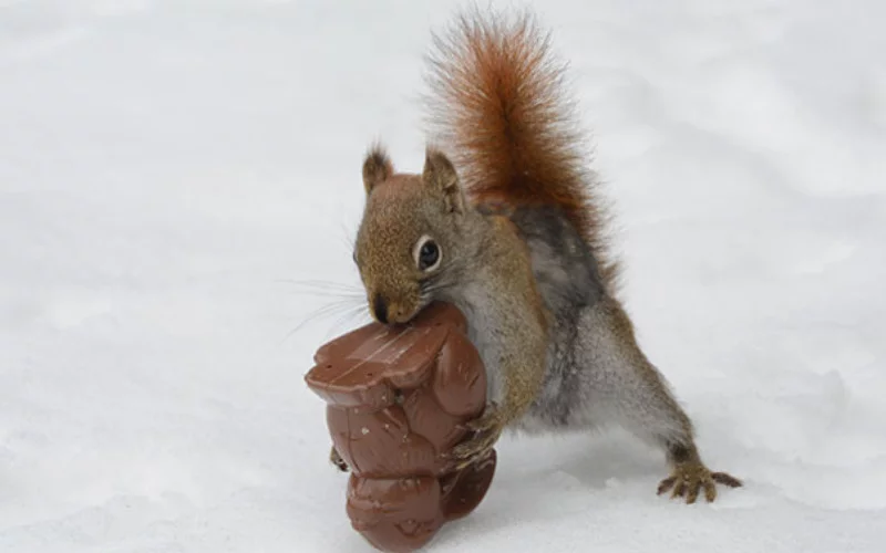 Is Chocolate Poisonous to Squirrels