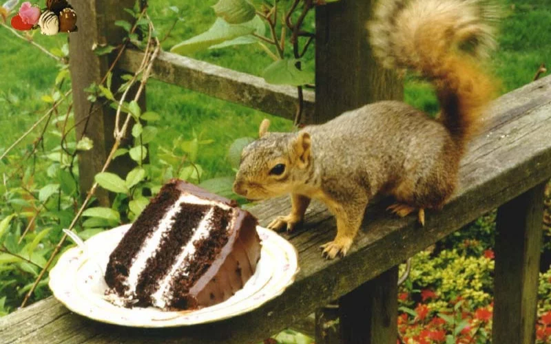Is Chocolate Poisonous to Squirrels