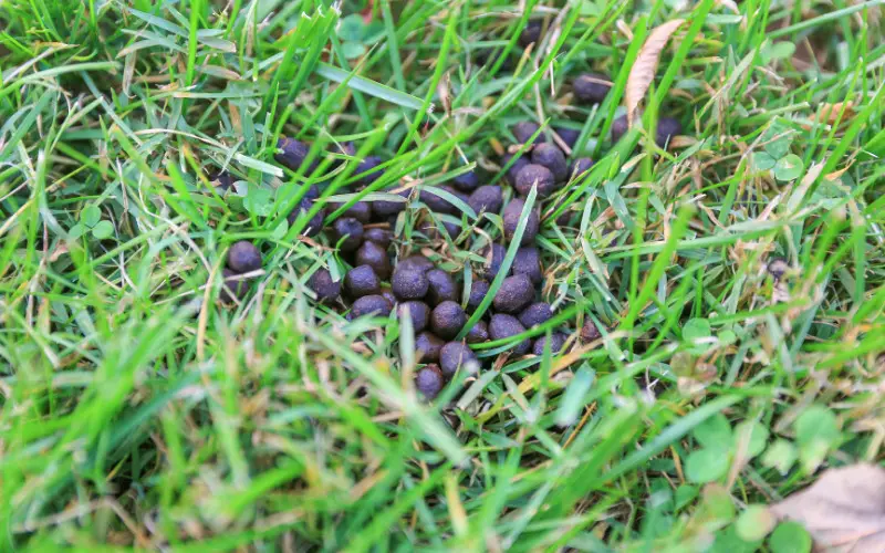 Deer Poop in the Yard