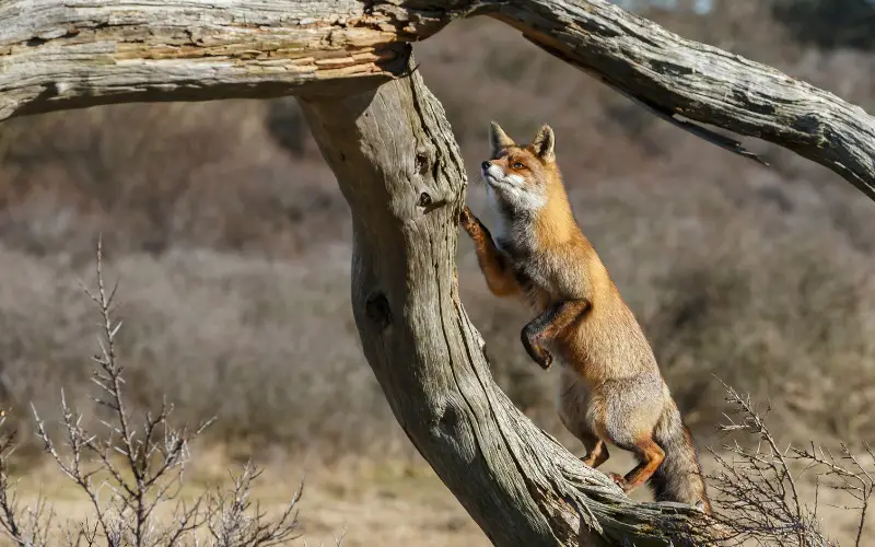 Can Foxes Climb Trees