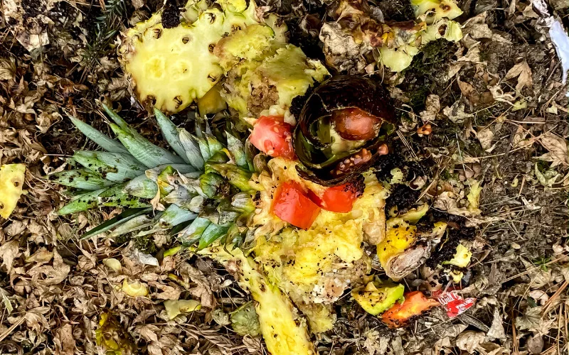Pineapple in Compost