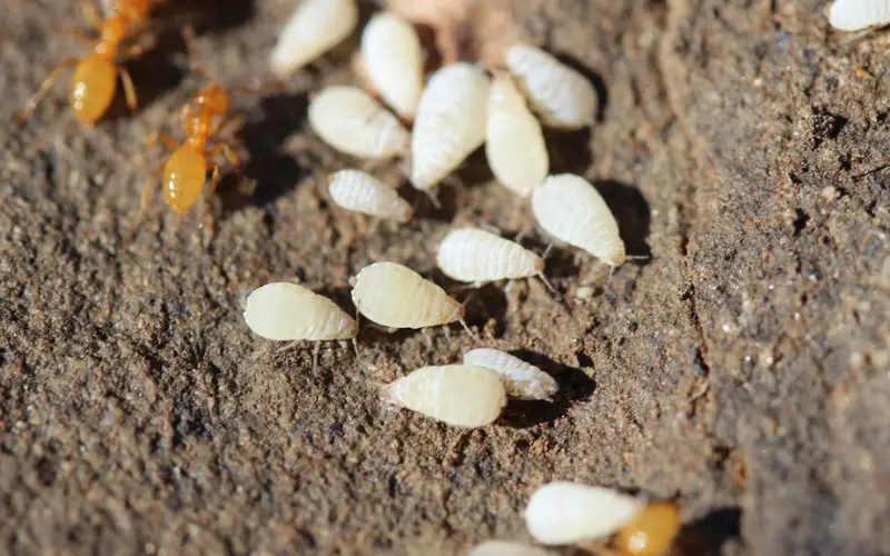 Soil Mites And Root Aphids