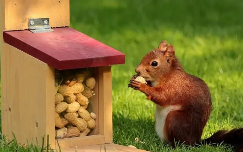 Feed Squirrels in Your Backyard