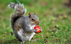 What to Feed Squirrels in Your Backyard - A Guide to Feeding Squirrels