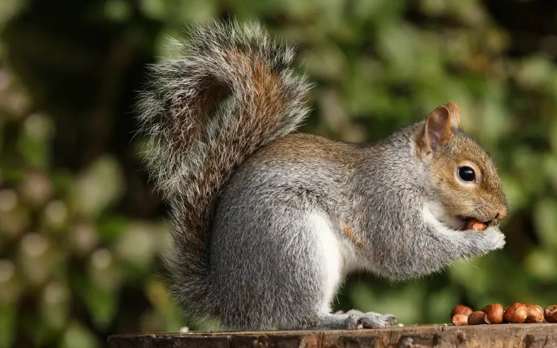 Feed Squirrels in Your Backyard