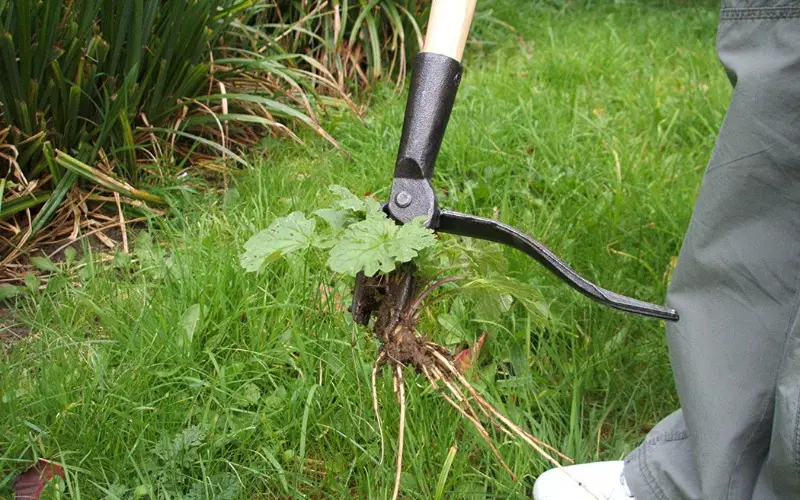 Best Weed Puller Removal Tool