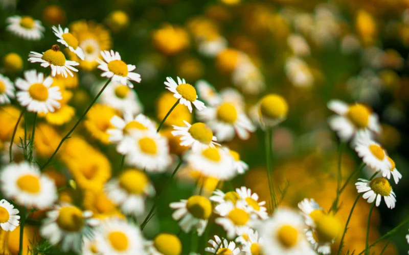 How to Grow Yellow Daisies