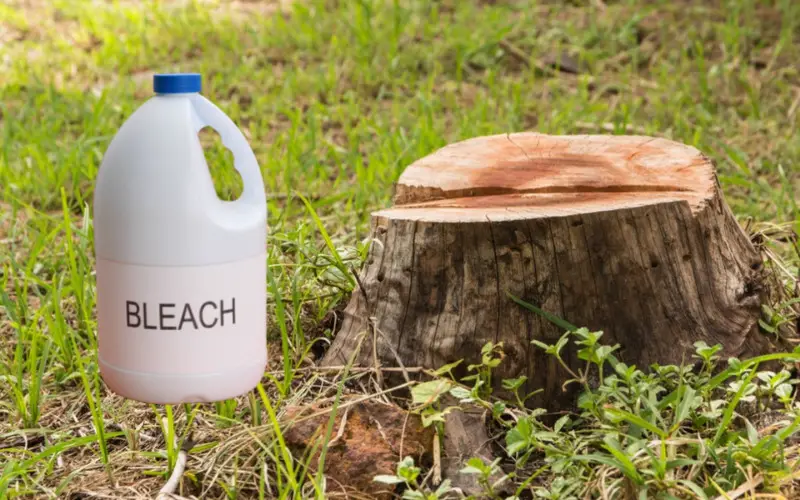 Killing Tree Stumps With Bleach