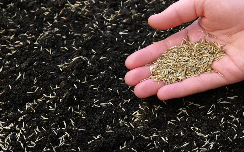 Mix Grass Seed with Topsoil