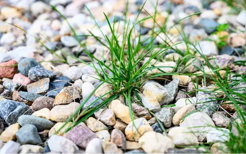 What To Put Under Rocks To Prevent Weeds