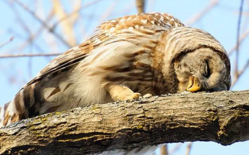 How Do Owls Sleep