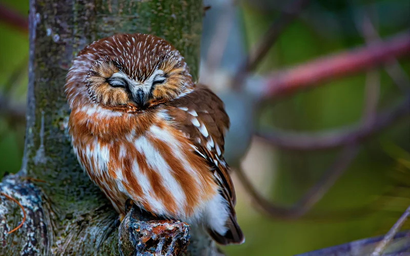 Owls Sleep