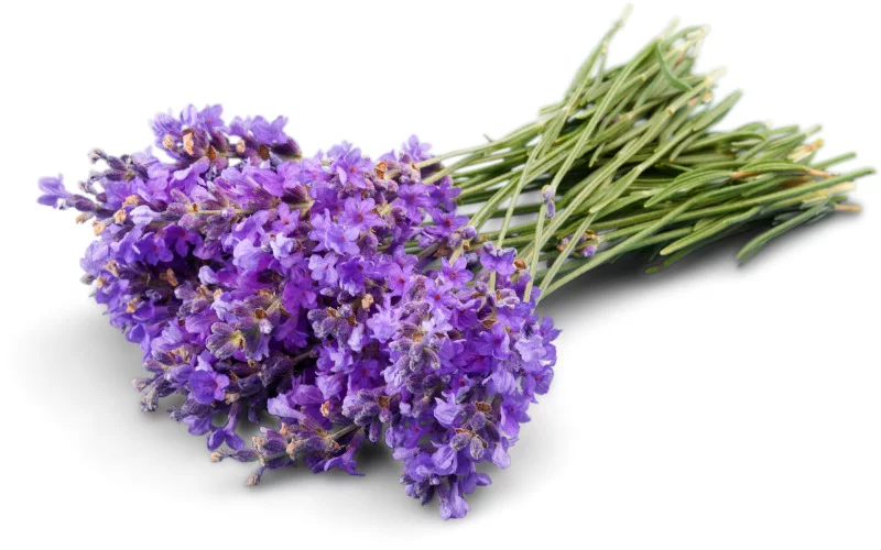Tips for Growing Lavender in Florida