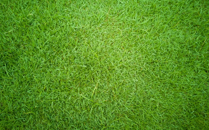 Best Time To Plant Bermuda Grass Seeds