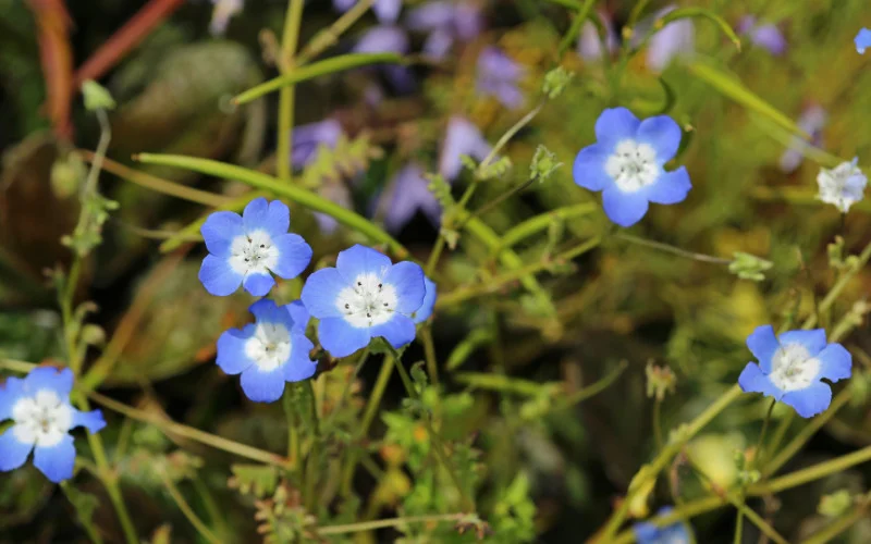 Flowers That Start