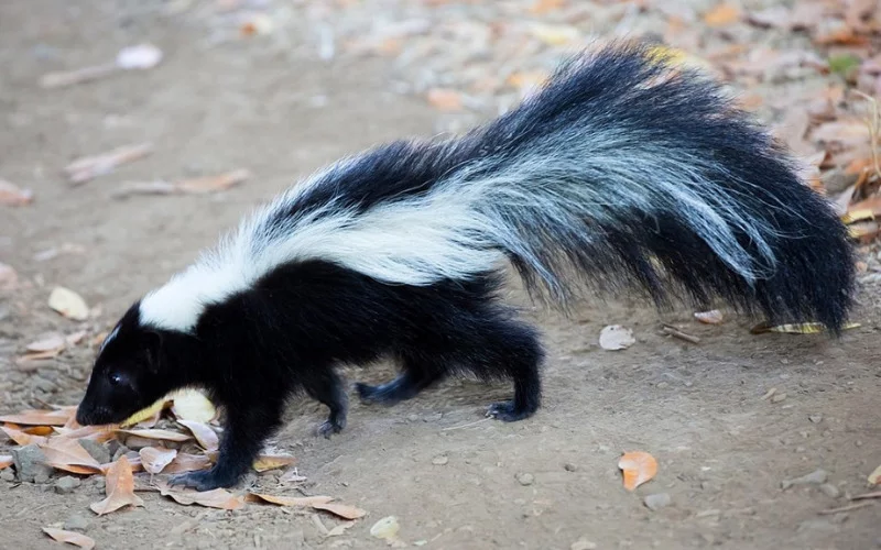 How Small a Hole Can a Skunk Fit Through