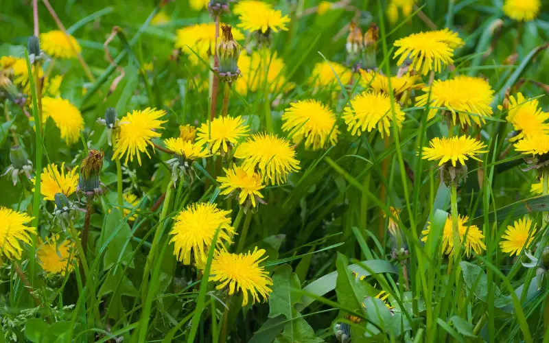  Kill Dandelions