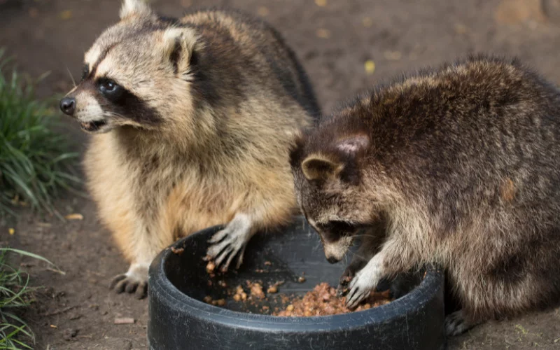 Can Raccoons Eat Chocolate