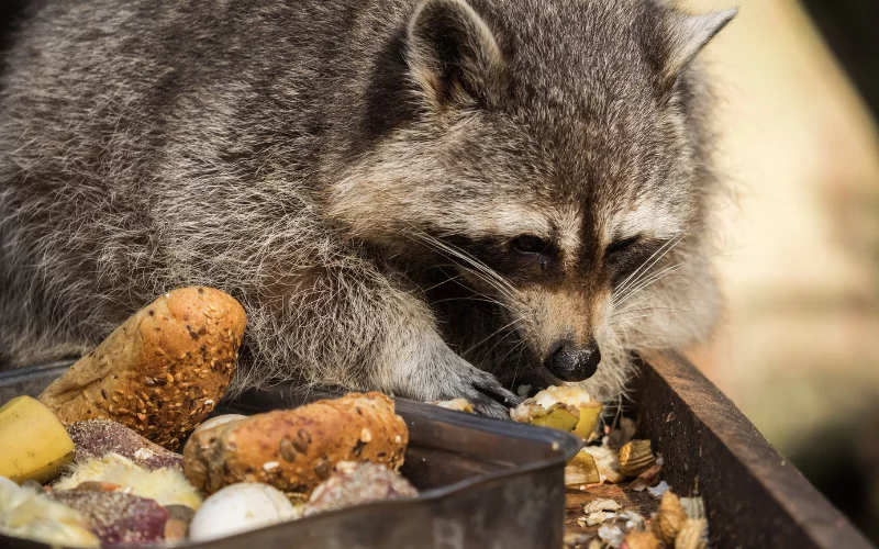Can Raccoons Eat Chocolate