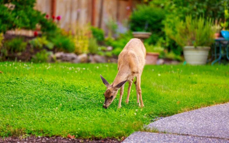 Feed Deer in Backyard